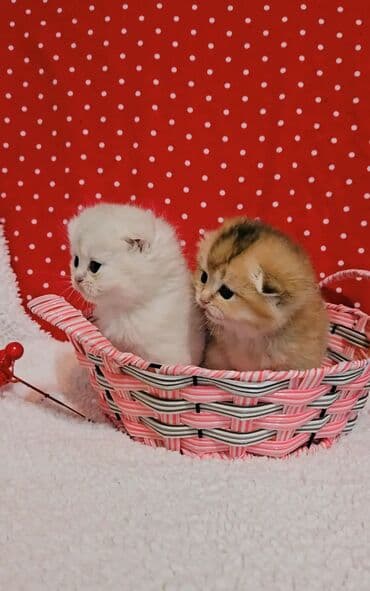 вислоухий котенок: Предлагаем для бронирования чистопородных малышей. Окрас: золотая и — 4