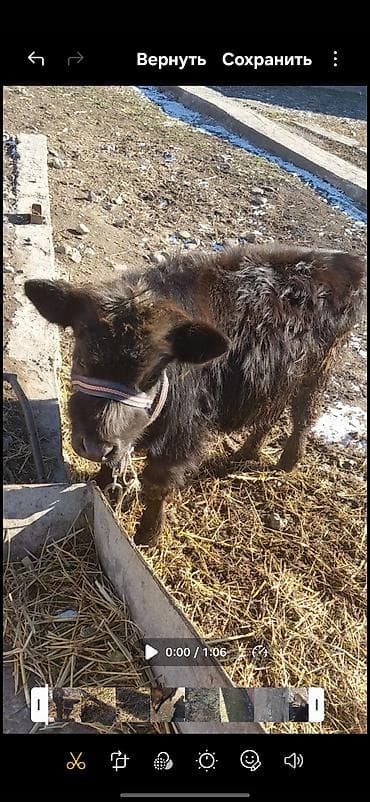 Продаю | Бык (самец) | Ангус | На откорм | Искусственник