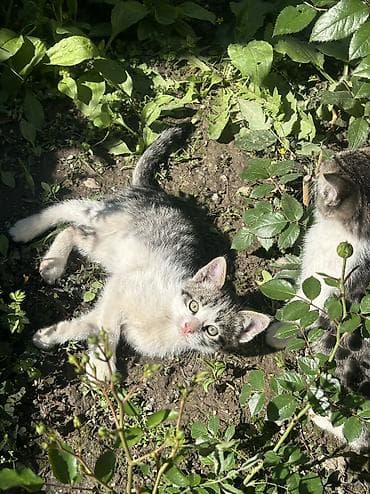 Отдам даром кошку: Котята мальчишки и одна девочка Отдадим в добрые руки ДОСТАВИМ по — 5