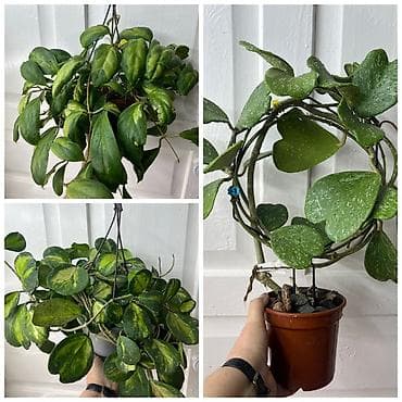 Филодендроны: Комнатные редкие растения — коллекционные экземпляры 1) Филодендрон — 2