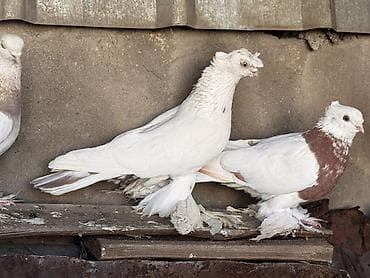 отдам даром попугая бишкек: Гулбадан (Ташкент) самец очень активный, причина продажи продал самку — 3