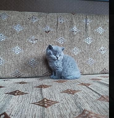 рыжая сибирская кошка: Последний котенок остался!!! Шотландский питомник — 5