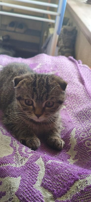 вислоухий кот купить: Скотиш Фолд (Шотландская вислоухая), 2 месяца, Девочка, С прививками — 4