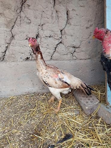 лошади для кок бору: Продаю | Петух, Куры | Дакан, Бойцовая | Для боев — 2