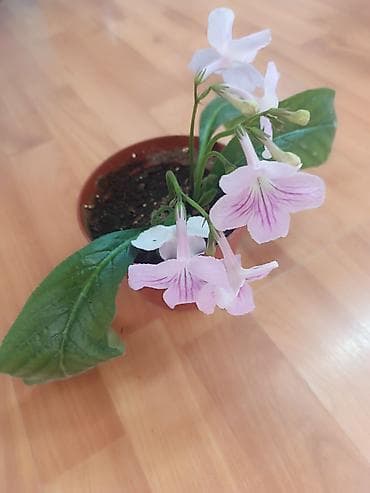 долларовое: Комнатные растения в горшках: 1) Замиокулькас (Zamioculcas — 8