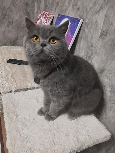 Продажа кошек: Вязка!!!Шотландский кот(окрас голубой) - Породный тип: крепкий — 1