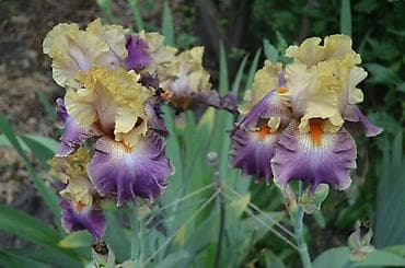 нитки ирис: В продаже саженцы сортовых ирисов из личной коллекции Все фото мои! — 8