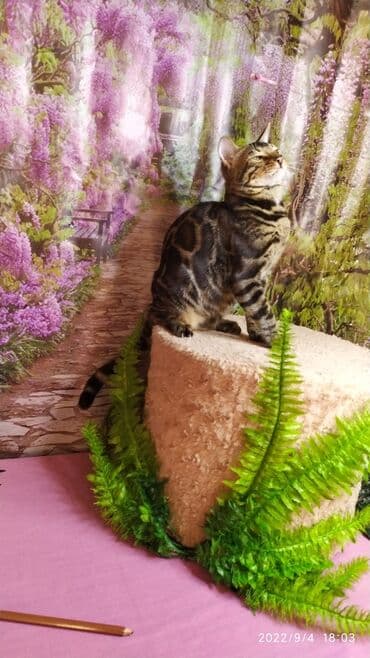 новорожденные котята: Красивейшие Бенгальские котята . разный возраст. Большой — 9