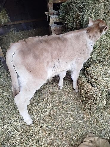 собака хаски: Продаю | Бык (самец) | Швицкая | Для разведения | Искусственник — 3