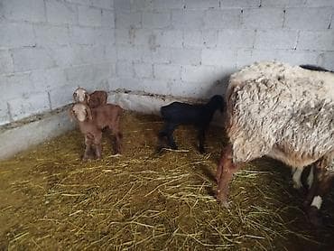 док собака: Продаю | Баран (самец) — 3