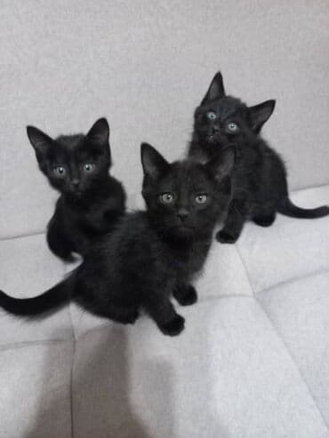 котенок шиншилла цена: Породасыз, 3 айлык, Эркек, Кара, Лотокко барууга үйрөтүлгөн — 1