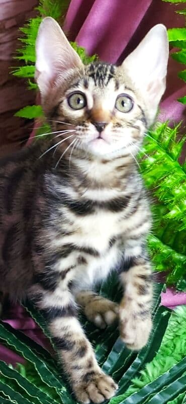 новорожденные котята: Друзья !!! питомник Бен Гла Мур с радостью предлагает новый помет. от — 7