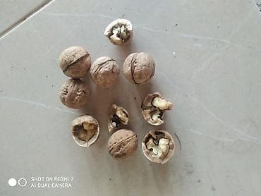 ат сатып алам: Срочно!!! Продаю грецкие орехи цена за килограмм:150 сом внутри — 2