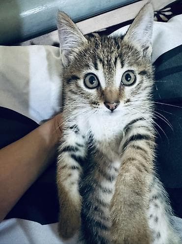 смесь для котят: Котята домашние, отдам в хорошие руки Кушают все, к лотку приучены — 3