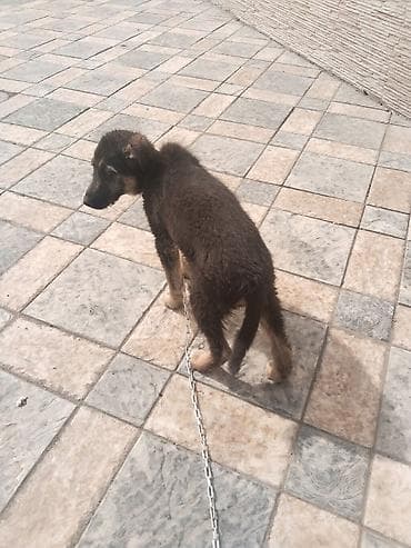 нимецкая овчарка: Собака даром: Овчарка, 3 месяца, Самец, С прививкой — 1