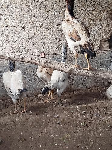 электровелосипеды бишкек: Электровелосипед, Б/у — 4