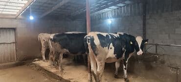 доильный аппарат для домашнего использования цена: Продаю | Корова (самка), Тёлка | Голштин, Швицкая | Для молока — 3