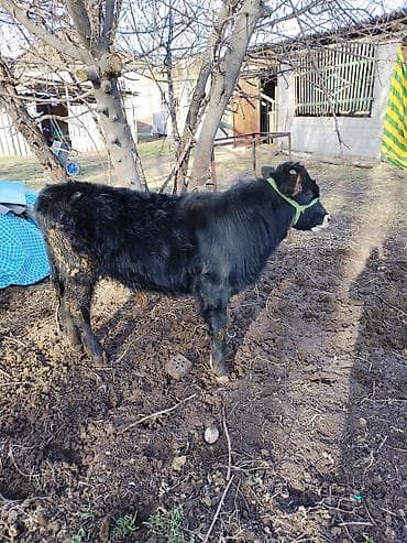 нарын торпок: Сатам | Музоо | Бордоп семиртүү үчүн | Байланган — 3