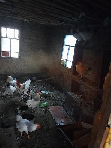 Продаю | Куры | Домашняя | Для разведения