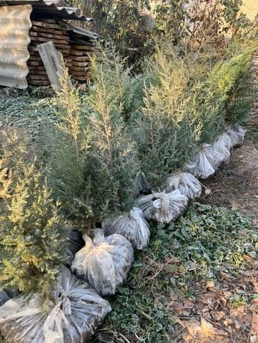 умывальник садовый: Көчөттөр дарактардын: Арчалар — 5