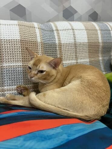 купить бурманскую кошку: Бурма, 2 жаш, Эркек, Кызгыл сары, Документтери менен, Бычылган, Лотокко барууга үйрөтүлгөн — 1