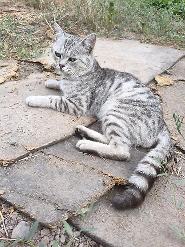1 год, Мальчик, Приучена к лотку