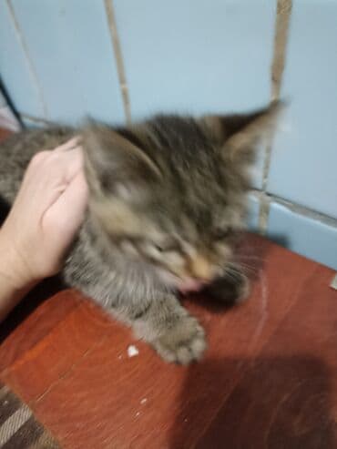 во сколько кастрировать кота: Котята . отдам в хорошие руки. - На фото — помет из трёх котят: два — 6