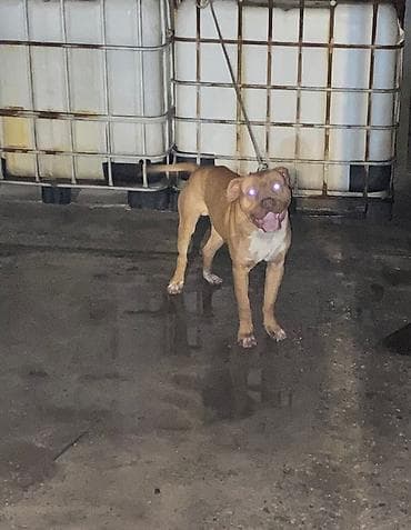 Продажа собак: Питбуль, 2 года, Самец — 1