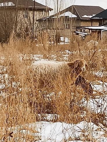 уй сатып алам бишкек: Сатам | Ургаачы кой (ургаачы) | Көбөйтүү үчүн — 8