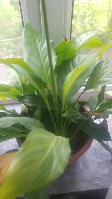 Дом и сад: Спатифиллум (Spathiphyllum) в горшке - Комнатное растение с крупными — 1