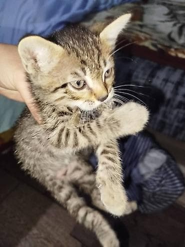 дом кота: Котята домашние, короткошёрстные. - Окрас: тигровые табби и — 4