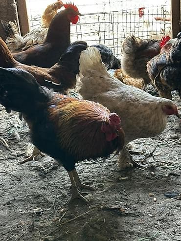 Животные: Продаю | Куры, Петух, Инкубационные яйца | Полубрама, Домашняя | На забой, Для разведения, Несушки — 9