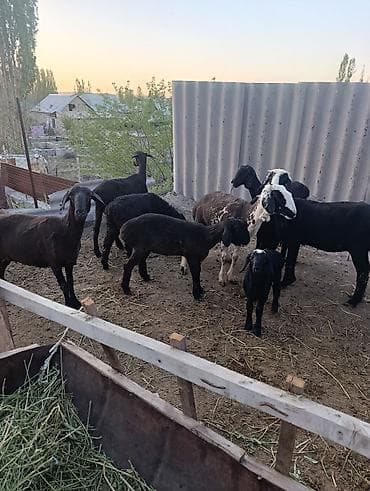 битал теке: Продаю | Овца (самка) | Эдильбаевская | Для разведения | Матка — 3