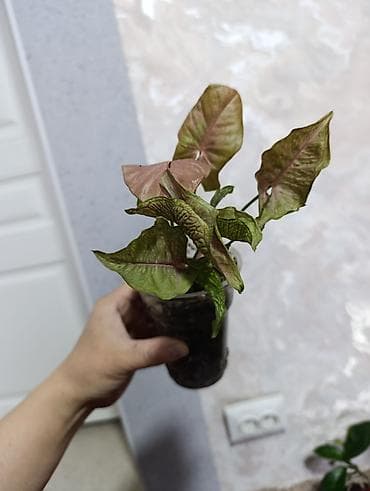 Сингониумы: Распродажа сортовых и редких комнатных растений, цены и названия — 9