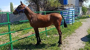 продаю жеребёнка: Продаю | Жеребенок | Конный спорт — 1