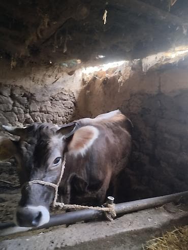 Продаю | Бык (самец) — 9
