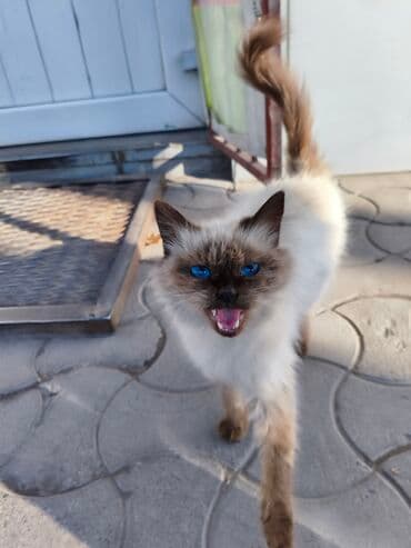 домик для кошки на улицу: Нашли кошку районе Ак-Тилека. Вниз по советской ул. Элебесова/ — 1