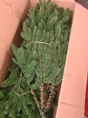 необычные подарки для девушек бишкек: Шикарная, Искусственная новогодняя елка высотой 210см. Модель «Финская — 12
