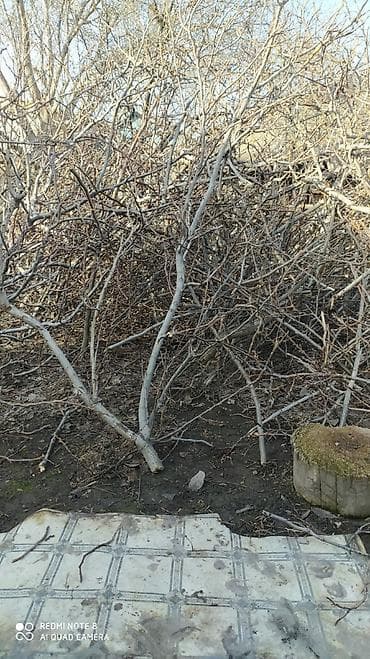 уголь на: Дрова — 1