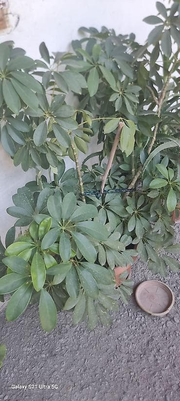 кофейное дерево комнатное: Шефлера (Schefflera arboricola) в горшках - Кустовые растения с — 3