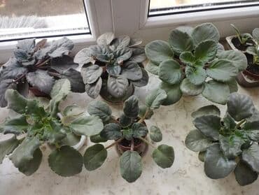 оймо чийме сурот тартуу: Продаю фиалки есть детки — 7