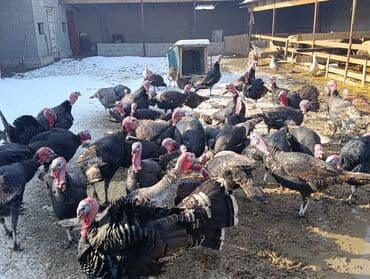 Продаю | Индюк (самец) | Для разведения | Племенные