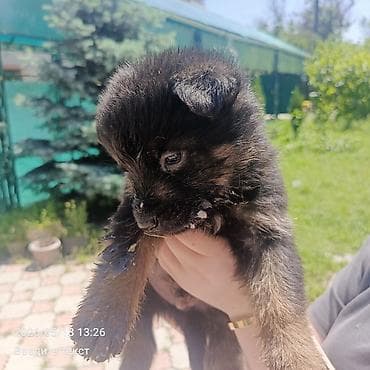 Продажа собак: Овчарка, 1 месяц, Самец — 2