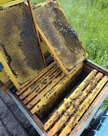 султан чай оптом бишкек цена: Продам полевой мёд оптом (Тюп) 46 вёдер. Пишите на вотцап — 1