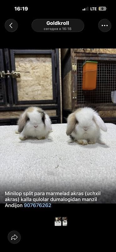 собака маленькая: Мини-лоп (Mini Lop) крольчата, сплит-окрас “мармелад” и другие — 4