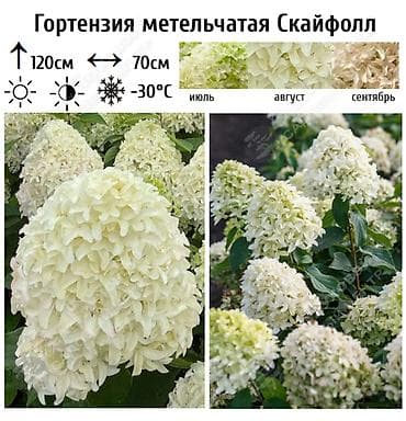 азотная: Саженцы — 8