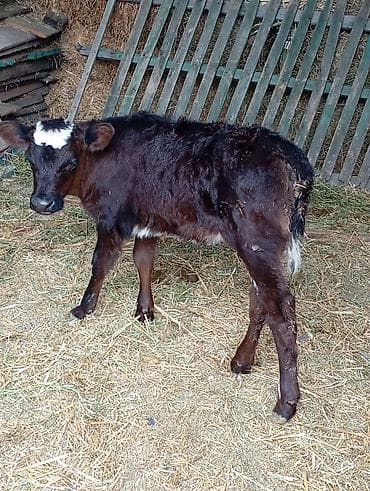 Продаю | Корова (самка) | Симментальская | Для молока | После отела — 3