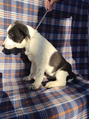 продажа собак бишкек: Ищем дом щенкам. Дважды привиты,имеют ветеринарные паспорта. Есть — 12