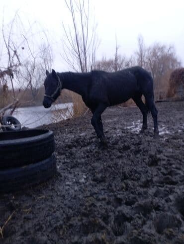 Аквариумы: Продаю | Кобыла (самка) | Полукровка | Конный спорт | Племенные — 1