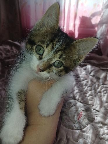 Отдам даром кошку: Беспородная, 2 месяца, Мальчик, Биколор, Приучена к лотку — 1